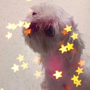 Meet your Posher, Janiece